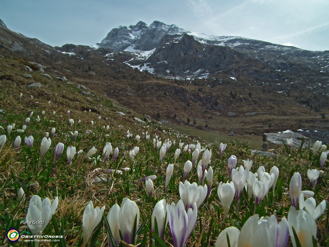 32 Distese di crocus  con sfondo Pizzo Arera.JPG